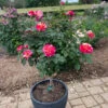 Maurice Utrillo™ Rose Tree -Fast-Growing-Trees Shop Maurice Utrilo Rose Tree FGT 600x600 3dcdfaaa f481 4aac 9e0f 720dcfc84142