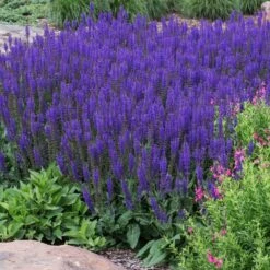 May Night Salvia -Fast-Growing-Trees Shop May Night Salvia sage 2 FGT