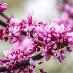 Merlot Redbud Tree -Fast-Growing-Trees Shop Merlot Redbud 2