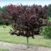 Merlot Redbud Tree 1 Merlot Redbud Tree -Fast-Growing-Trees Shop Merlot Redbud 600x600 dcb12f0f 23be 4d18 856c 0208116d3a6e