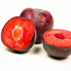 Methley Plum Tree -Fast-Growing-Trees Shop Methley Plum 3 6230ed7a 5c4e 4b03 88d0 ad8f75f62363