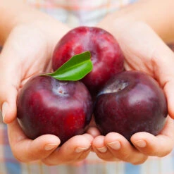 Methley Plum Tree -Fast-Growing-Trees Shop Methley Plum 4 4ec34c93 142f 4450 8af1 feb06f93c049