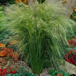 Mexican Feather Grass -Fast-Growing-Trees Shop Mexican Feather Grass 5