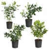 Citrus Bush Variety Kit -Fast-Growing-Trees Shop Meyer Key cal Per 1 2 bush 600x600 2c56cf88 a401 40e9 bd89 34f2eb3cd2b9