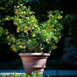 Meyer Lemon Bush 15 Meyer Lemon Bush -Fast-Growing-Trees Shop Meyer Lemon Bush 2 FGT