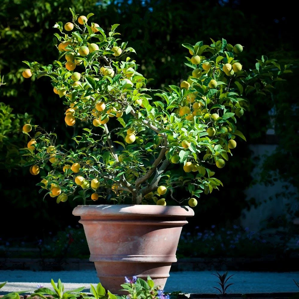 Meyer Lemon Bush 7 Meyer Lemon Bush - Image 5
