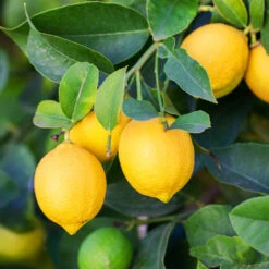 Meyer Lemon Bush 14 Meyer Lemon Bush -Fast-Growing-Trees Shop Meyer Lemon Bush 5 b666c3c6 4932 4f80 937e adbd930fc3c4