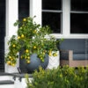 Meyer Lemon Bush -Fast-Growing-Trees Shop Meyer Lemon Bush FGT 600x600 81a7bed0 5fa3 4bf3 974c 071ec1572fa1