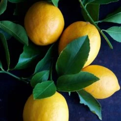 Meyer Lemon Tree - USDA Organic -Fast-Growing-Trees Shop Meyer Lemon Tree 4 FGT 86c355b1 1806 432f bbab b2cdc2387094