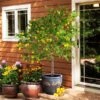Meyer Lemon Tree - USDA Organic -Fast-Growing-Trees Shop Meyer Lemon Tree FGT 600x600 d3c227e7 2abb 4f2f a843 d04afc7d9425