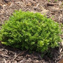 Micron® Holly Shrub -Fast-Growing-Trees Shop Micron Holly 8 FGT