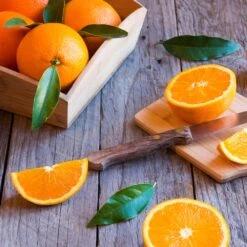 Midknight Valencia Orange 10 Midknight Valencia Orange -Fast-Growing-Trees Shop MidKnight Orange 3 FGT