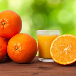 Midknight Valencia Orange 11 Midknight Valencia Orange -Fast-Growing-Trees Shop MidKnight Valencia Orange 3