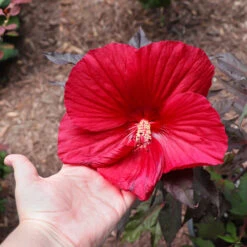 Midnight Marvel Hardy Hibiscus -Fast-Growing-Trees Shop Midnight Marvel Hibiscus 2