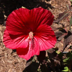 Midnight Marvel Hardy Hibiscus -Fast-Growing-Trees Shop Midnight Marvel Hibiscus 3
