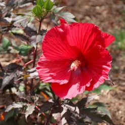 Midnight Marvel Hardy Hibiscus -Fast-Growing-Trees Shop Midnight Marvel Hibiscus 6