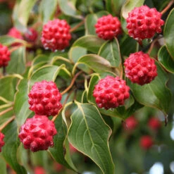 Milky Way Chinese Dogwood Tree -Fast-Growing-Trees Shop Milky Way Select 1