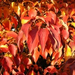 Milky Way Chinese Dogwood Tree -Fast-Growing-Trees Shop Milky Way Select 4