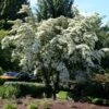 Milky Way Chinese Dogwood Tree -Fast-Growing-Trees Shop Milky Way Select 600x600 a2964b34 a1f1 43e5 b72b 5e33597c3e78