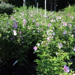 Minerva Rose Of Sharon Althea Shrub 11 Minerva Rose Of Sharon Althea Shrub -Fast-Growing-Trees Shop Minerva Rose of Sharon 1