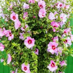 Minerva Rose Of Sharon Althea Shrub 9 Minerva Rose Of Sharon Althea Shrub -Fast-Growing-Trees Shop Minerva Rose of Sharon 3