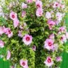 Minerva Rose Of Sharon Althea Shrub 2 Minerva Rose Of Sharon Althea Shrub -Fast-Growing-Trees Shop Minerva Rose of Sharon 600x600 52d2273b 3935 4751 bb8d 3efc1c0374de