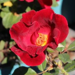 Miracle On The Hudson™ Rose -Fast-Growing-Trees Shop Miracle on the Hudson 1 FGT