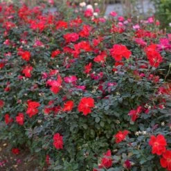 Miracle On The Hudson™ Rose -Fast-Growing-Trees Shop Miracle on the Hudson 4 FGT