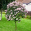 Miss Kim Lilac Tree -Fast-Growing-Trees Shop Miss Kim Lilac Tree 600x600 e29c1bbd 6af6 4f82 941d 9fca8a407767