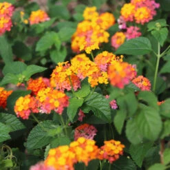 Miss Huff Lantana -Fast-Growing-Trees Shop Miss Huff Lantana 4