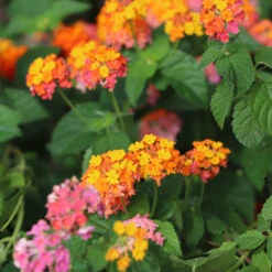 Miss Huff Lantana -Fast-Growing-Trees Shop Miss Huff Lantana 7