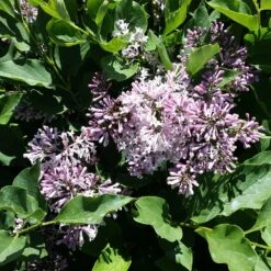 Miss Kim Lilac Tree 7 Miss Kim Lilac Tree -Fast-Growing-Trees Shop Miss Kim Lilac Shrub 2