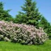 Miss Kim Lilac Shrub 2 Miss Kim Lilac Shrub -Fast-Growing-Trees Shop Miss Kim Lilac Shrub 600x600 FGT