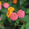 Miss Huff Lantana -Fast-Growing-Trees Shop Miss huff Lantana FGT 600x600 8587fb7a b50e 47fd 8ed6 09812e04de18
