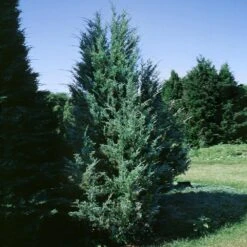 Moonglow Juniper -Fast-Growing-Trees Shop Moonglow Juniper 1 BB
