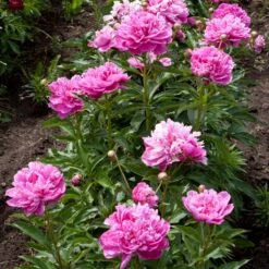 Mr. Ed Peony -Fast-Growing-Trees Shop Mr Ed peony 4 FGT