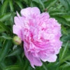 Mr. Ed Peony -Fast-Growing-Trees Shop Mr Ed peony FGT 600x600 670ab48d 1e94 4fe5 83e1 72e55bfa4487
