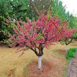 Multi-Peach Tree -Fast-Growing-Trees Shop Multi fruit peach 2