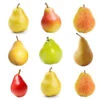 4-in-1 Pear Tree 2 4-in-1 Pear Tree -Fast-Growing-Trees Shop Multifruit Pear 600x600 effb9abc 71f5 4109 90d7 c95a99fb3650