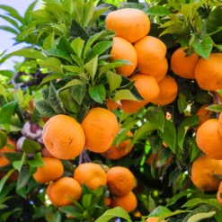 Murcott Honey Mandarin Tree -Fast-Growing-Trees Shop Murcott Honey Mandarin Tree 450 D1