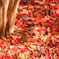 Muskogee Crape Myrtle Tree -Fast-Growing-Trees Shop Muskogee Crape Myrtle 6