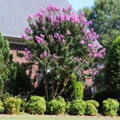 Muskogee Crape Myrtle Tree -Fast-Growing-Trees Shop Muskogee Crape Myrtle 7 FGT