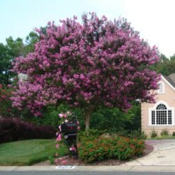 Muskogee Crape Myrtle Tree -Fast-Growing-Trees Shop Muskogee Crape Myrtle single trunk