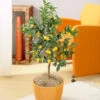 Nagami Kumquat Tree -Fast-Growing-Trees Shop Nagami Kumquat FGT 600x600 b6a6cf15 c18f 474b bd69 34a2bc9e43b5