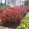Fire Power Nandina Shrub -Fast-Growing-Trees Shop Nandina Firepower FGT 600x600 1cb8a9da 1064 4337 8dde 369891757fd3