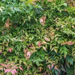 Heavenly Bamboo Nandina Shrub -Fast-Growing-Trees Shop Nandina Heavenly Bamboo 4