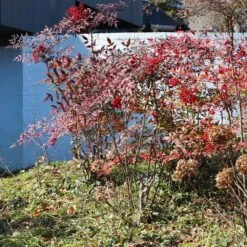 Heavenly Bamboo Nandina Shrub -Fast-Growing-Trees Shop Nandina Heavenly Bamboo 6