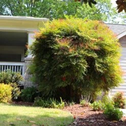 Heavenly Bamboo Nandina Shrub -Fast-Growing-Trees Shop Nandina Heavenly Bamboo 7