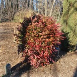 Obsession™ Nandina Shrub -Fast-Growing-Trees Shop Nandina Obsession 3