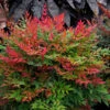 Obsession™ Nandina Shrub 1 Obsession™ Nandina Shrub -Fast-Growing-Trees Shop Nandina Obsession 600x600 c45e77d2 7610 49fc ba9e 49d5ba4811ac